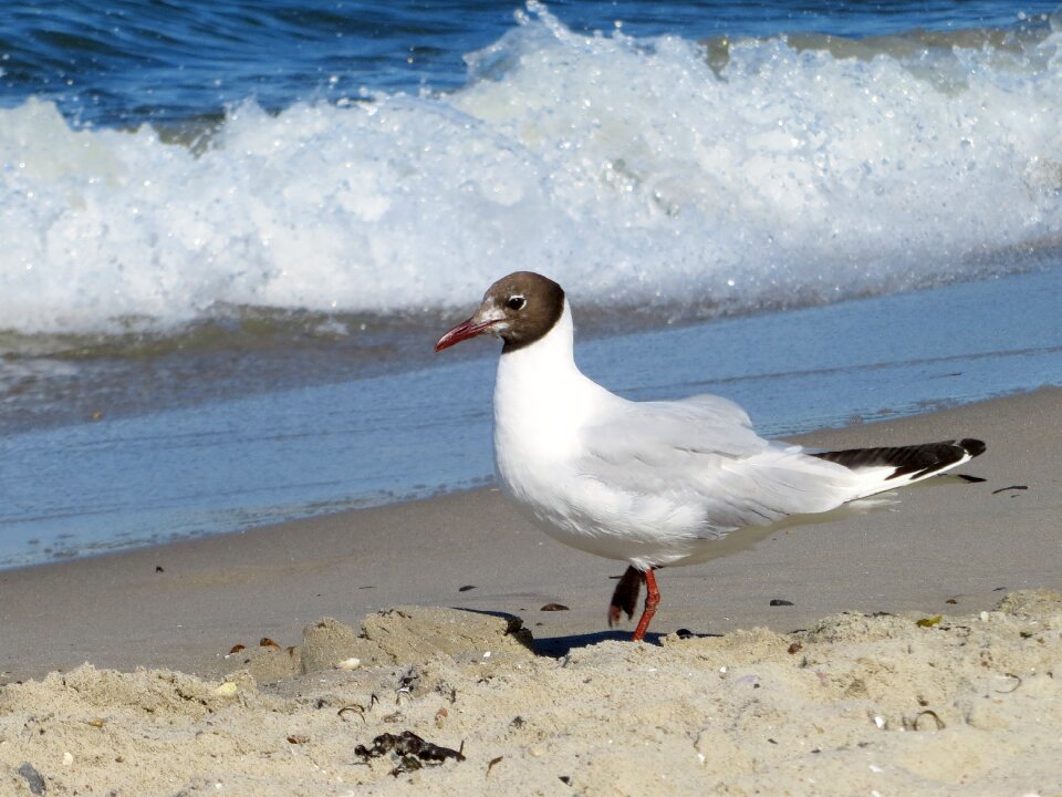 Bird beach bank