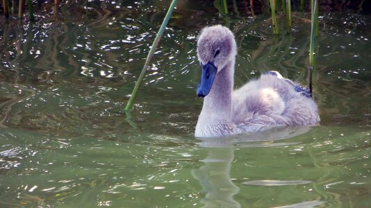 Lake aesthetic reed