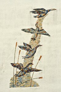Goose bird take off