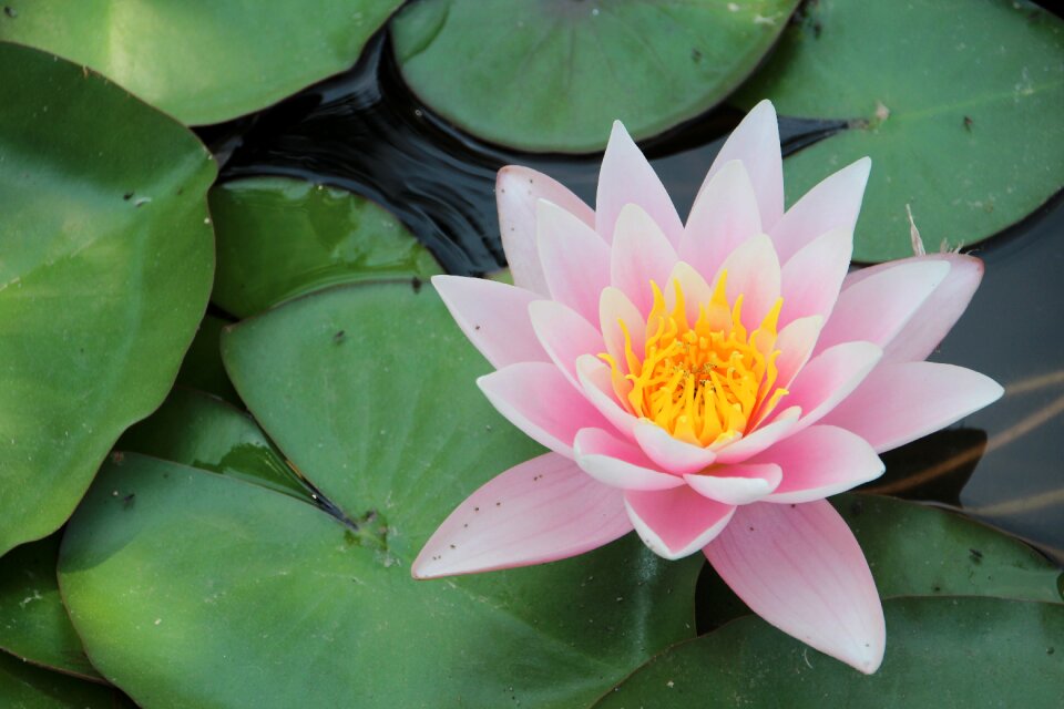 Water lily millenáris flower