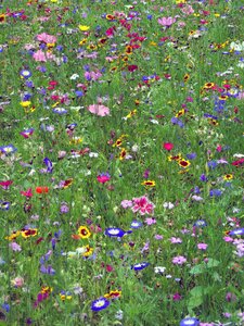 Flora summer meadow flower meadow