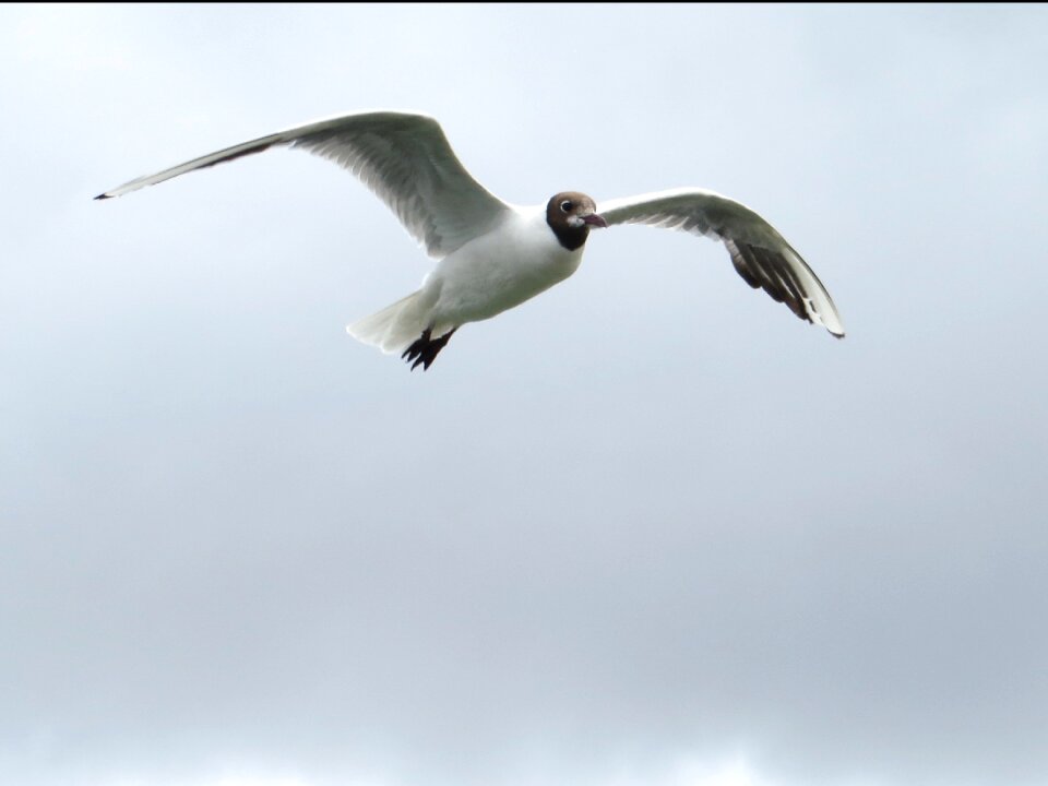 Glide sail elegant