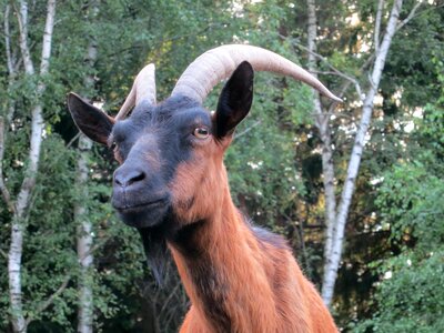 Zoo goatee domestic goat photo