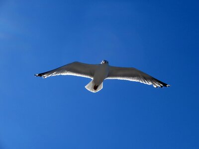 Glide sail elegant