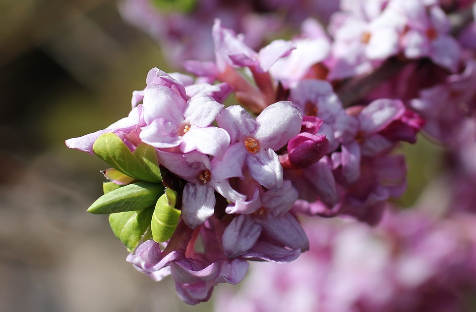 Flowering twig harbinger of spring pink flower