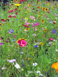 Flora summer meadow flower meadow