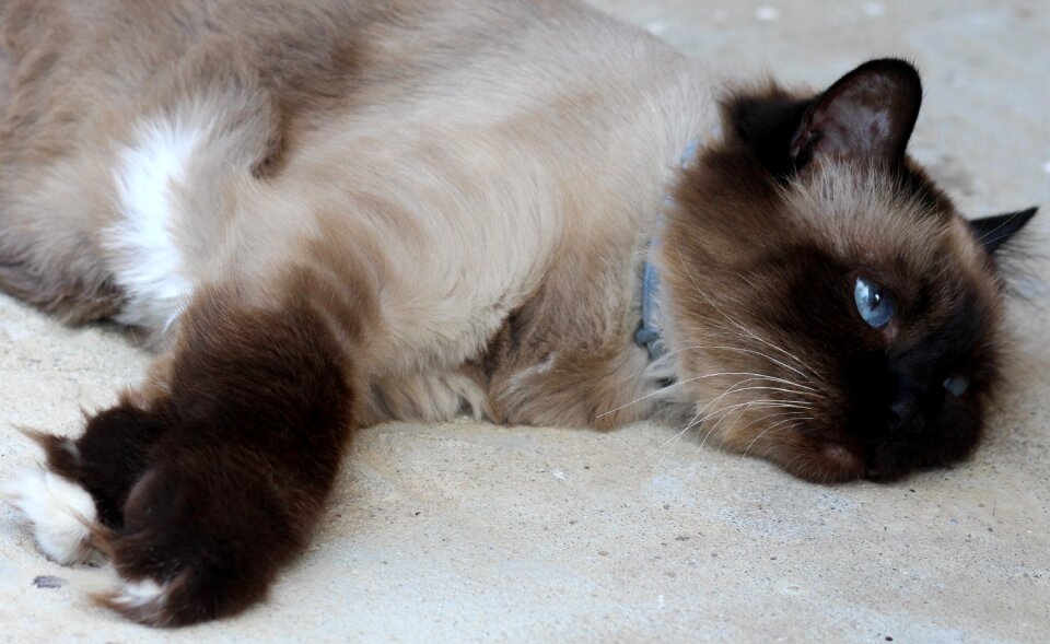 Burmese tired lazy photo