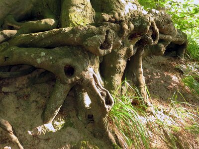Overgrown plant log