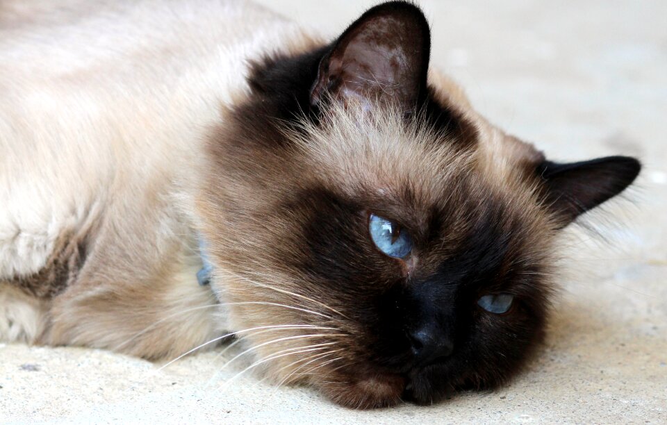 Burmese tired lazy photo