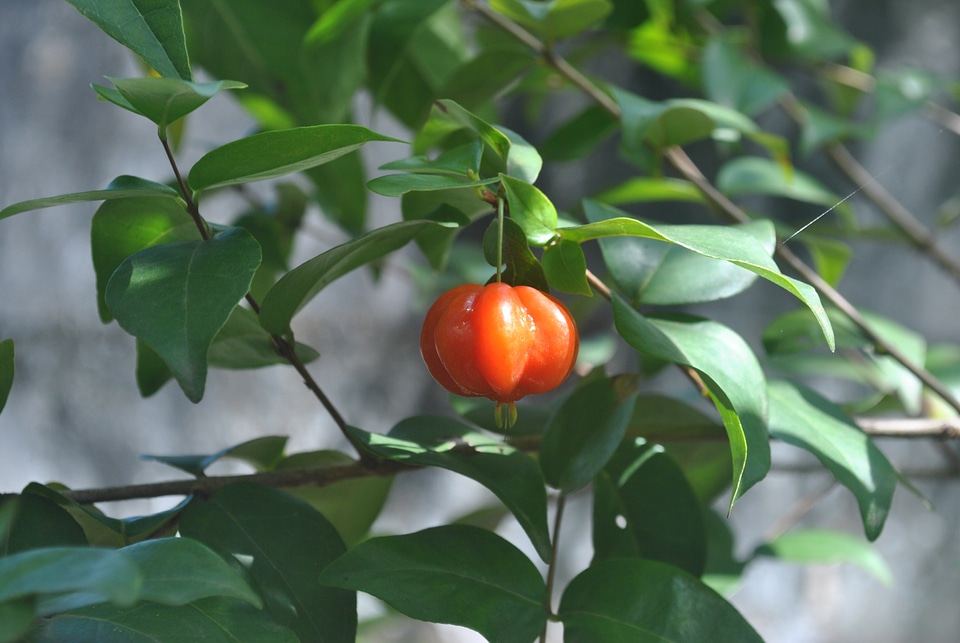 Foot pitanga fruit nature