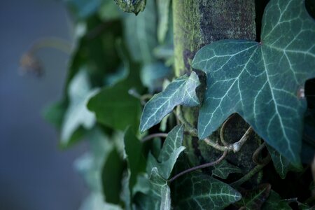 Nature leaves wood fence photo