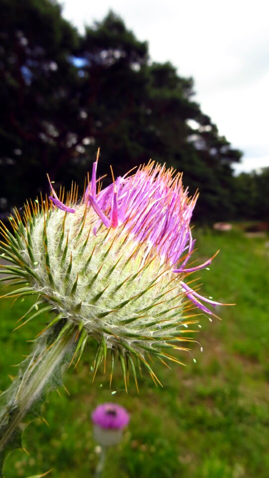Blossom bloom prickly