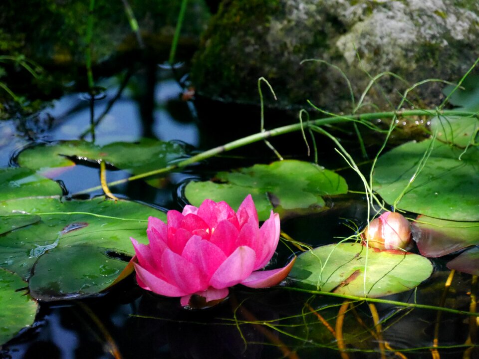 Water lily flower garden pond