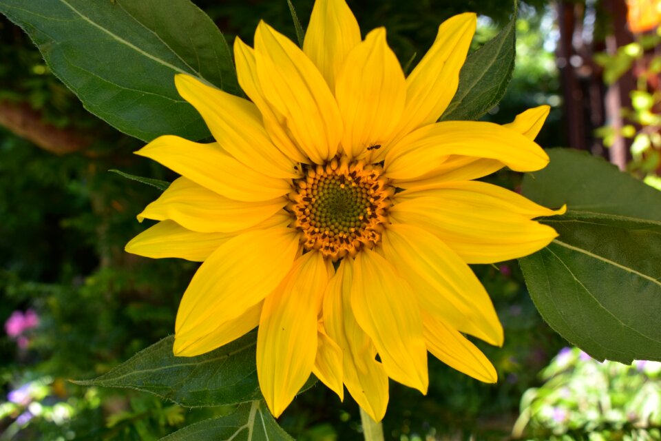 Sunflower field flowers balcony photo