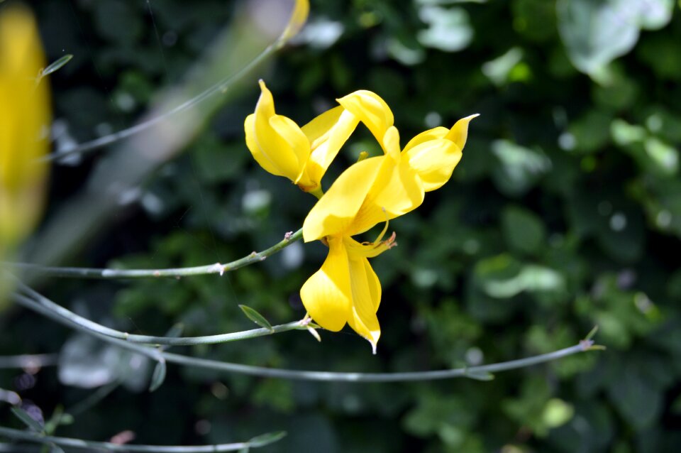 Macro plant yellow flower