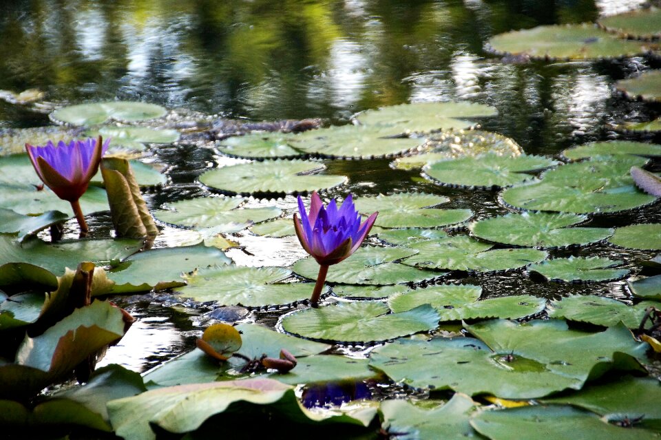 The flower of the lily pad water lily hevíz