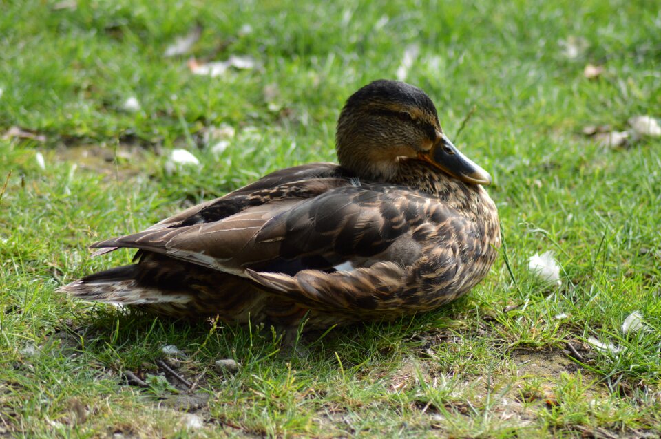 Animal wild duck wings