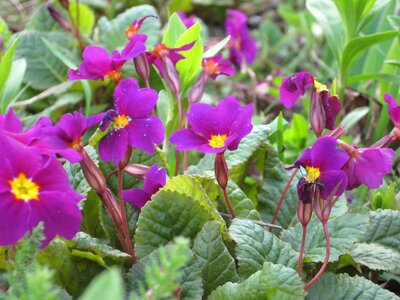 Purple petals flora photo