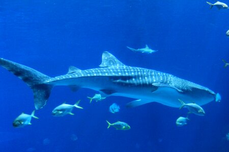 Marine shark blue