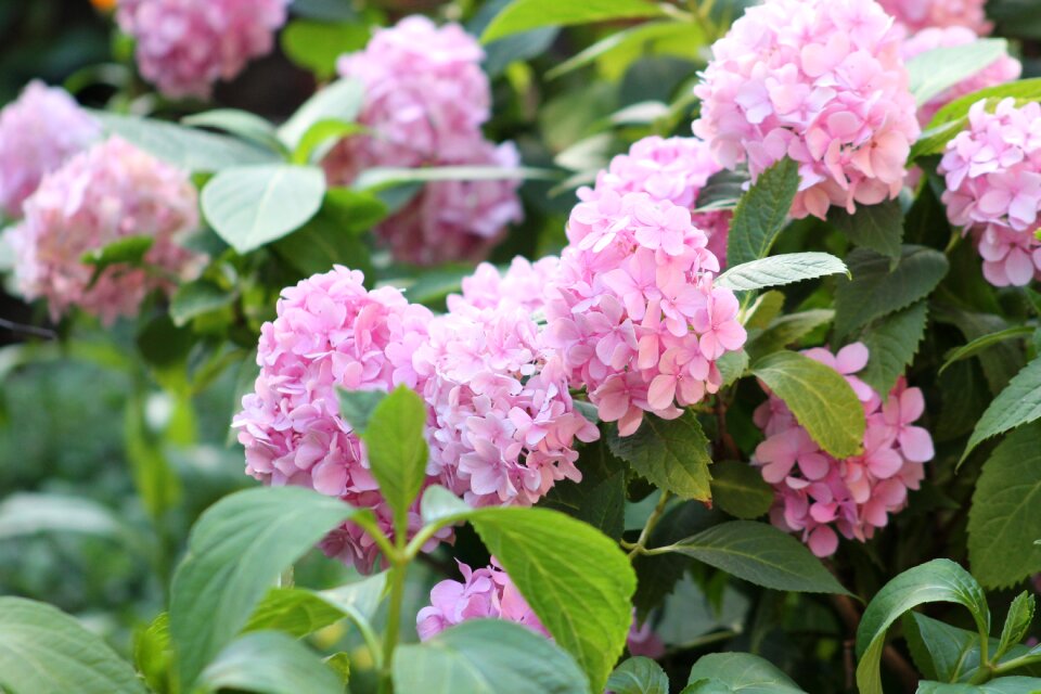 Hydrangea nature garden