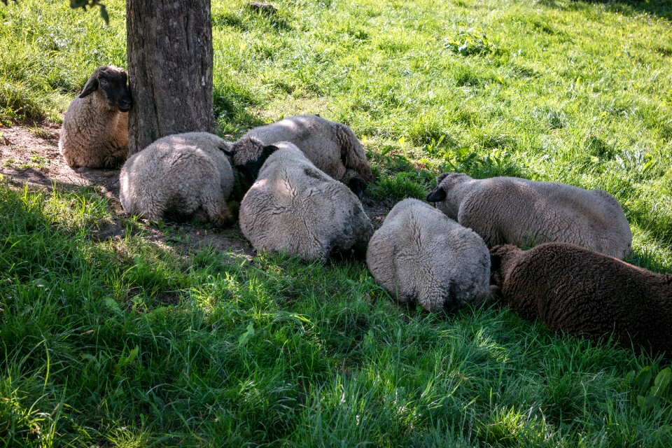 Protection shadow flock of sheep