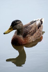 Nature bird feather photo