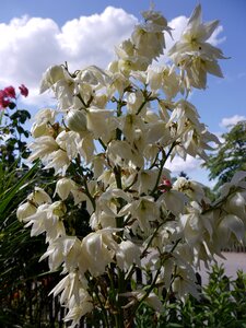 Palm blossom bloom