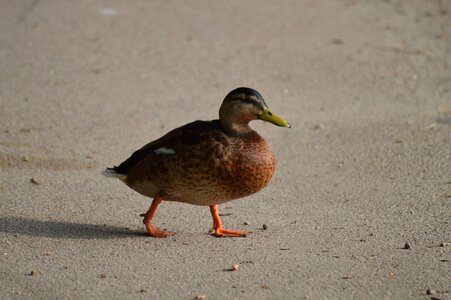 Animal wild duck beak photo