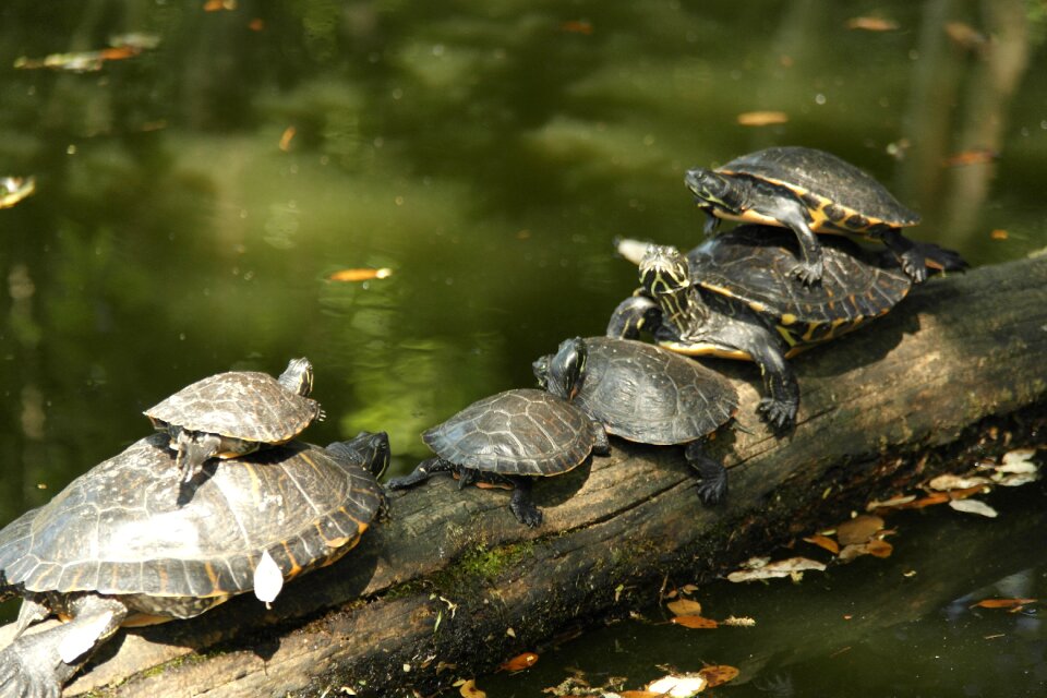Croatia turtles park turtles