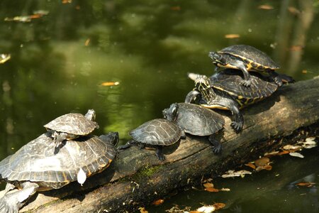 Croatia turtles park turtles