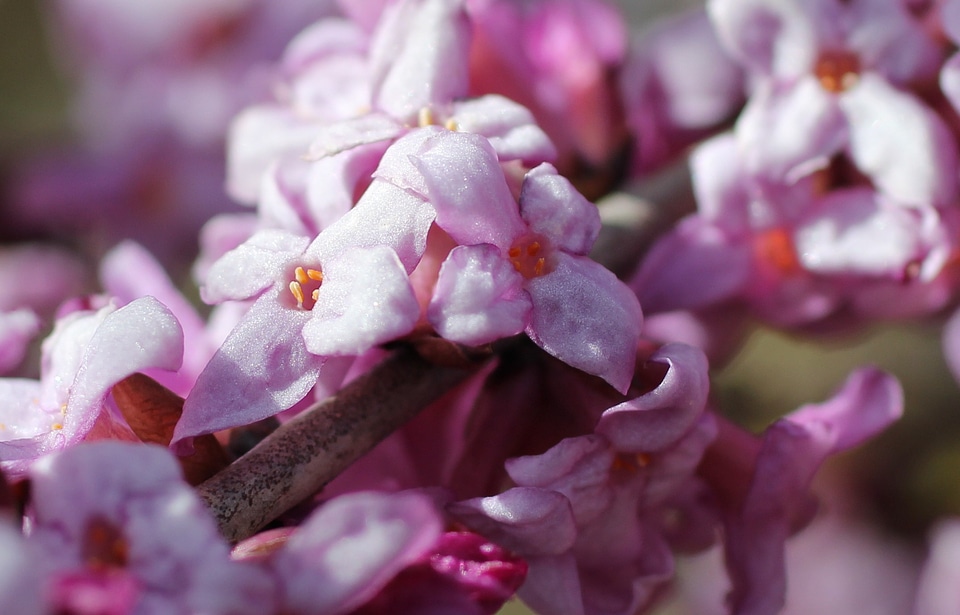 Flowering twig harbinger of spring pink flower