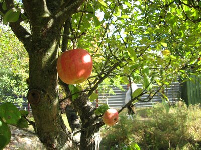 Dacha fruit harvesting