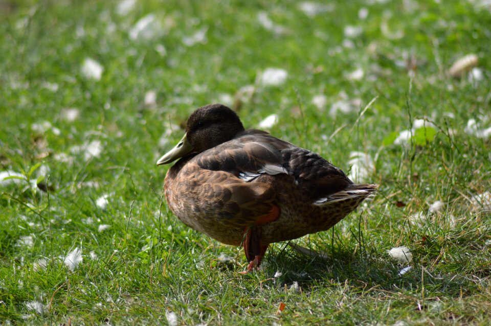 Wild pond wings photo