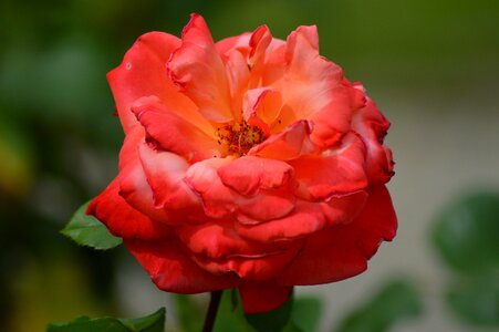 Nature plant rosebush