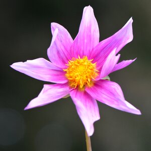 Dahlia yellow pink photo