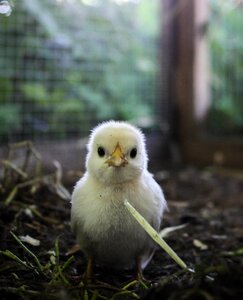Hen poultry cute photo
