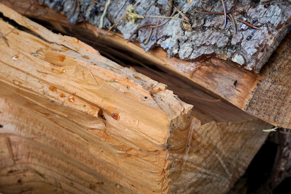 Structure sawed off tribe