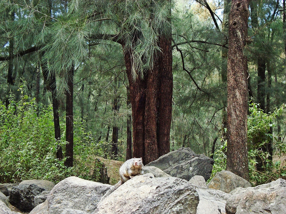 Natural forest animals