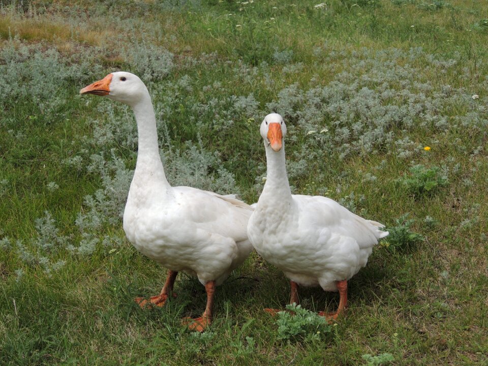 Living nature subsistence farming posing