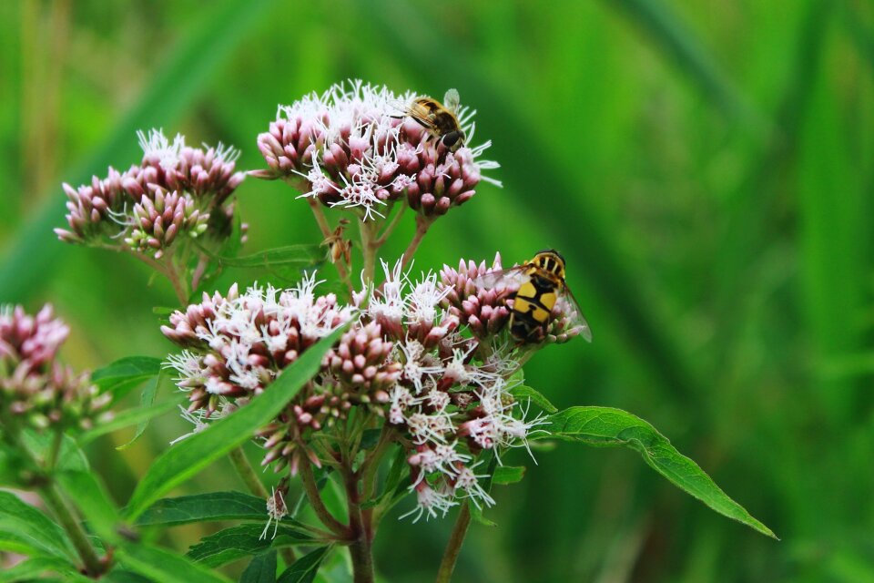 Keilfleckschwebfliege hoverfly wasps fly