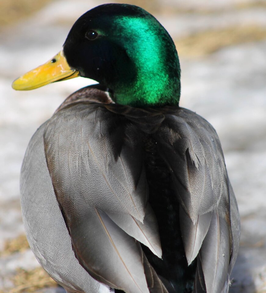 Gray feathers wildlife bird photo