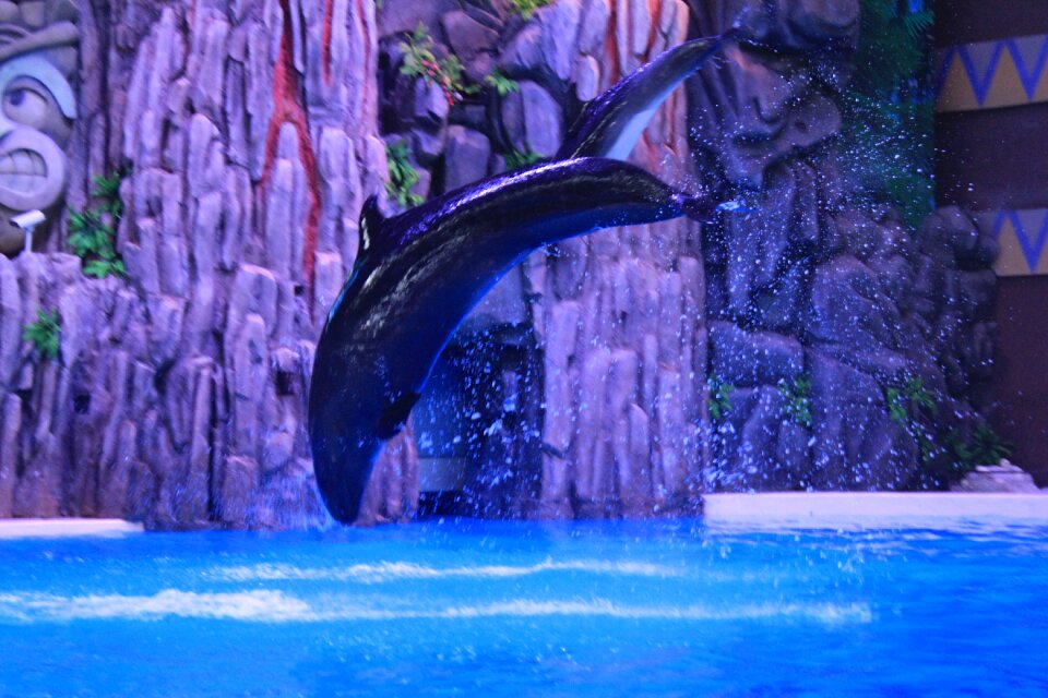 Dolphin performance jumping