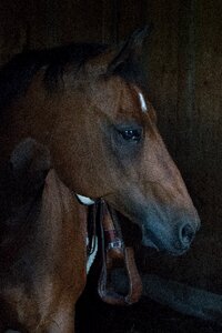 Quarterhorse brown stall