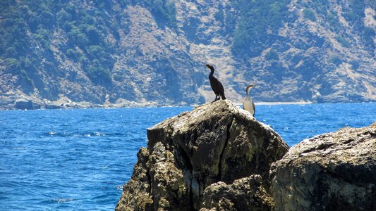 Cormorant sea island