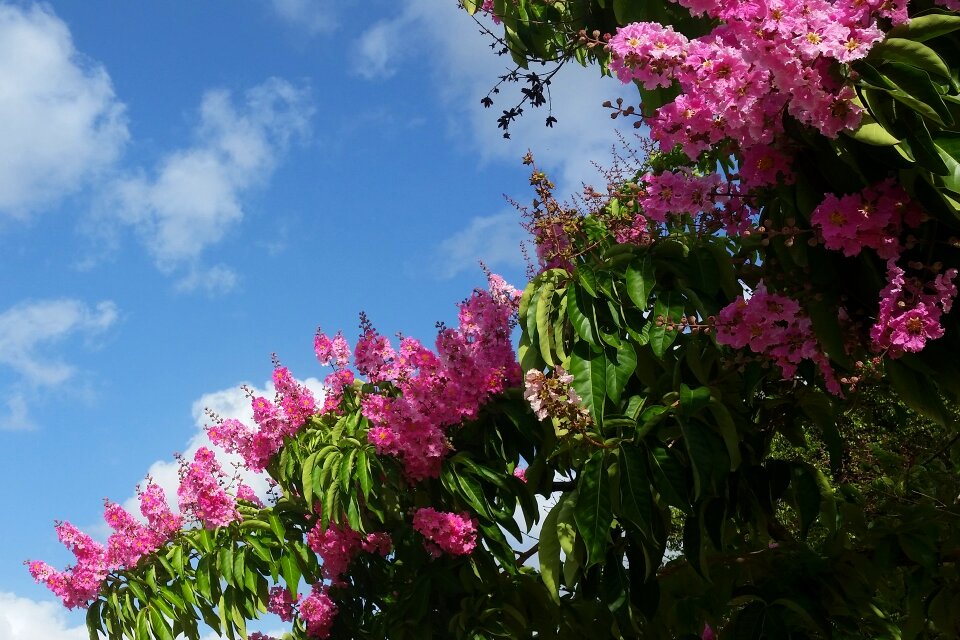 Indian lilac jupiter tree lagerstroemia indica