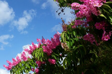 Indian lilac jupiter tree lagerstroemia indica