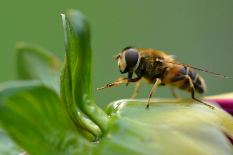 Animal nature macro