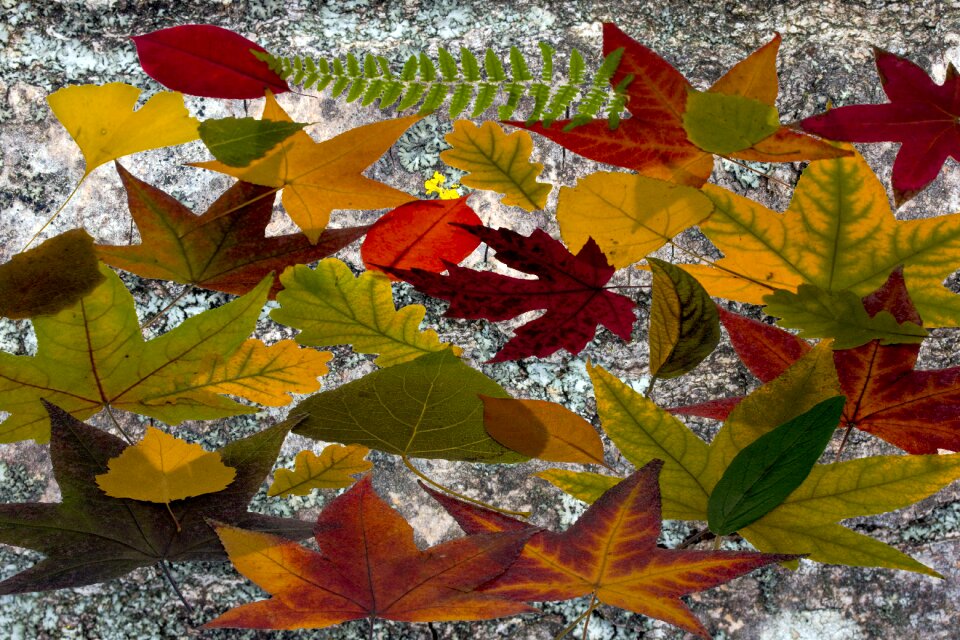 Autumn leaf autumn foliage leaf