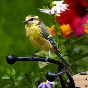 Bird young foraging