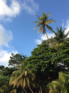 Nature palms coconut trees photo